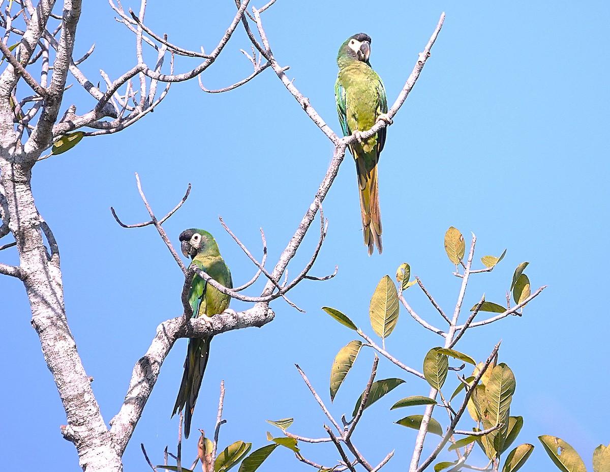 Yellow-collared Macaw - ML638381111