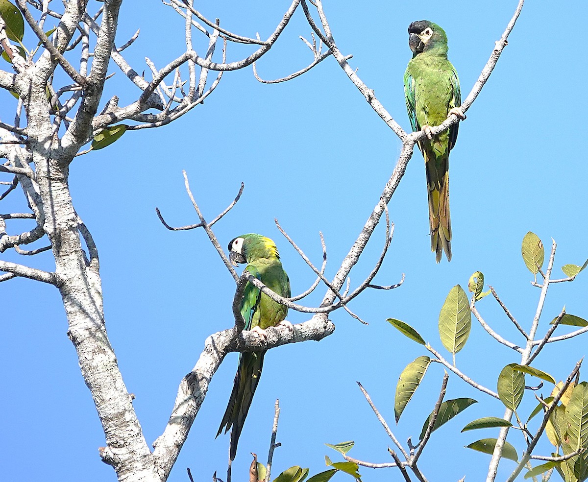 Yellow-collared Macaw - ML638381112
