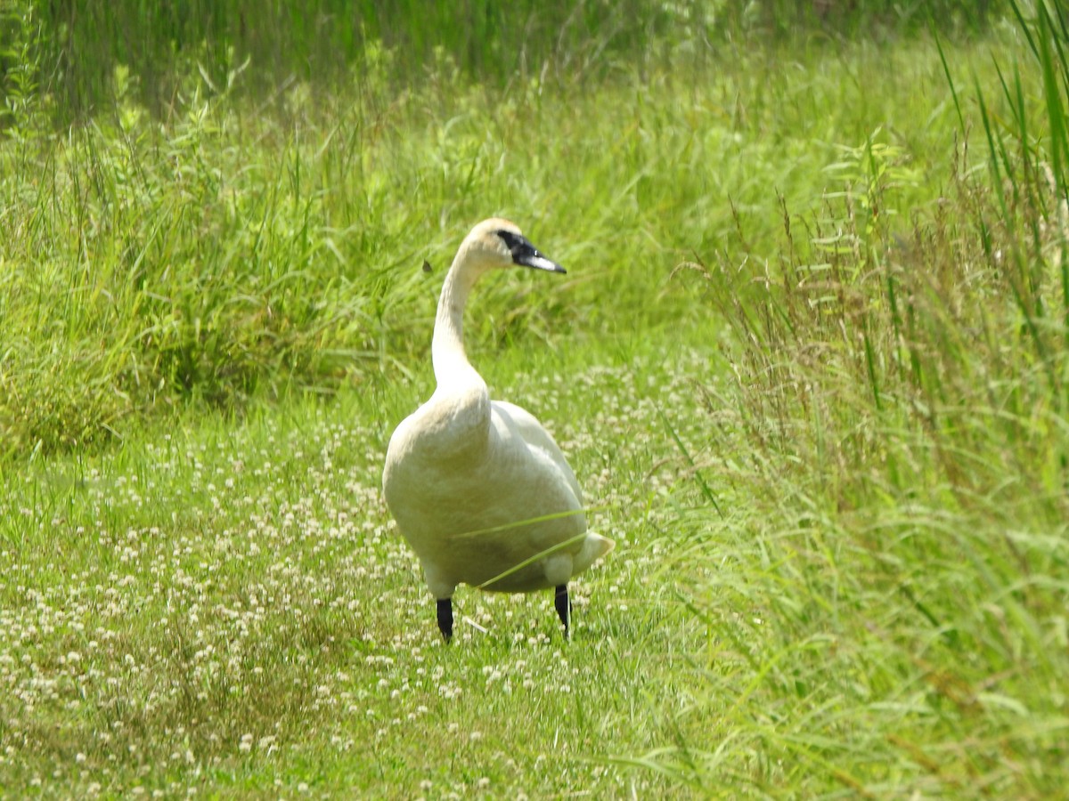 Trumpeter Swan - ML638381114