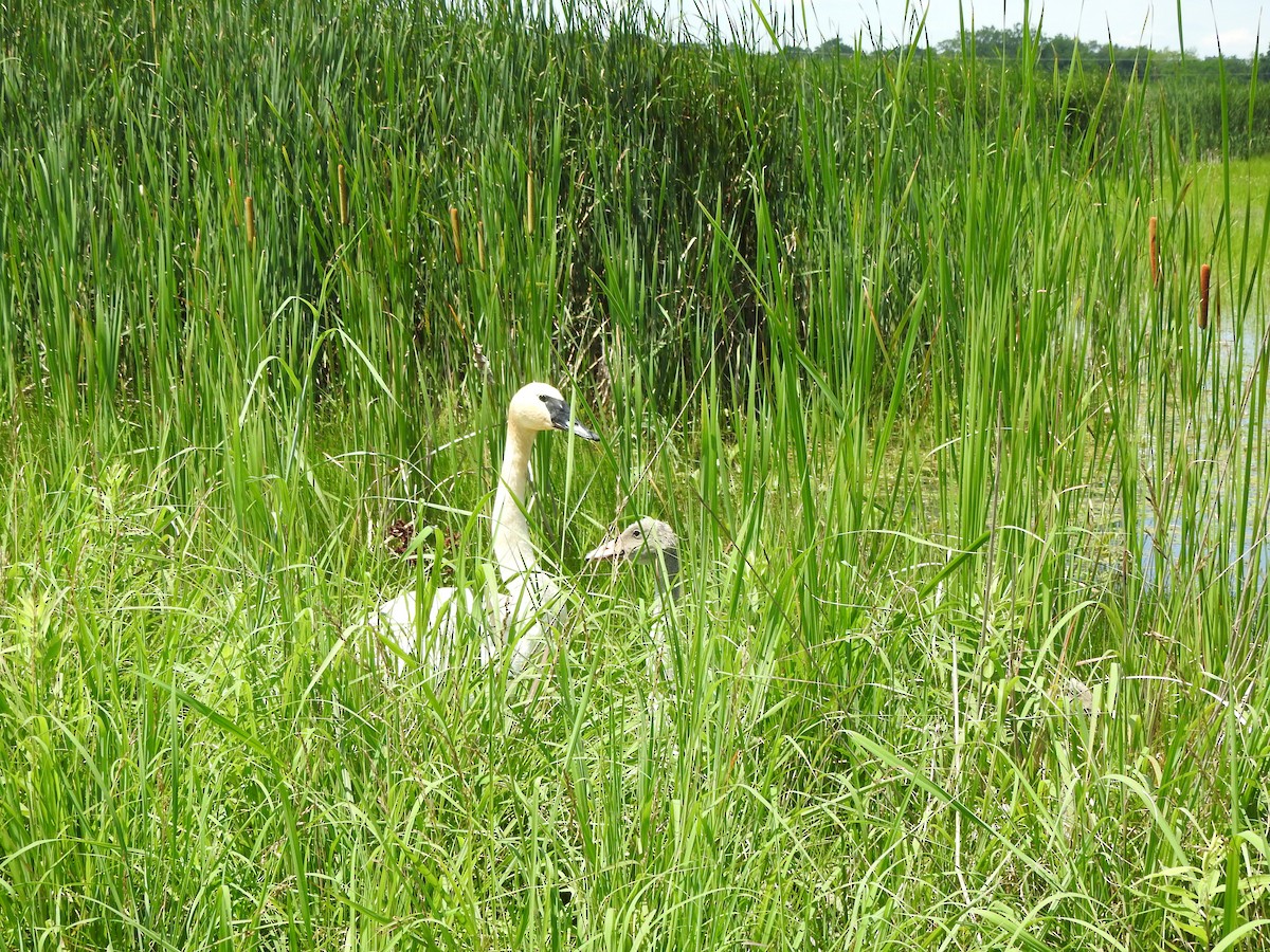 Trumpeter Swan - ML638381115
