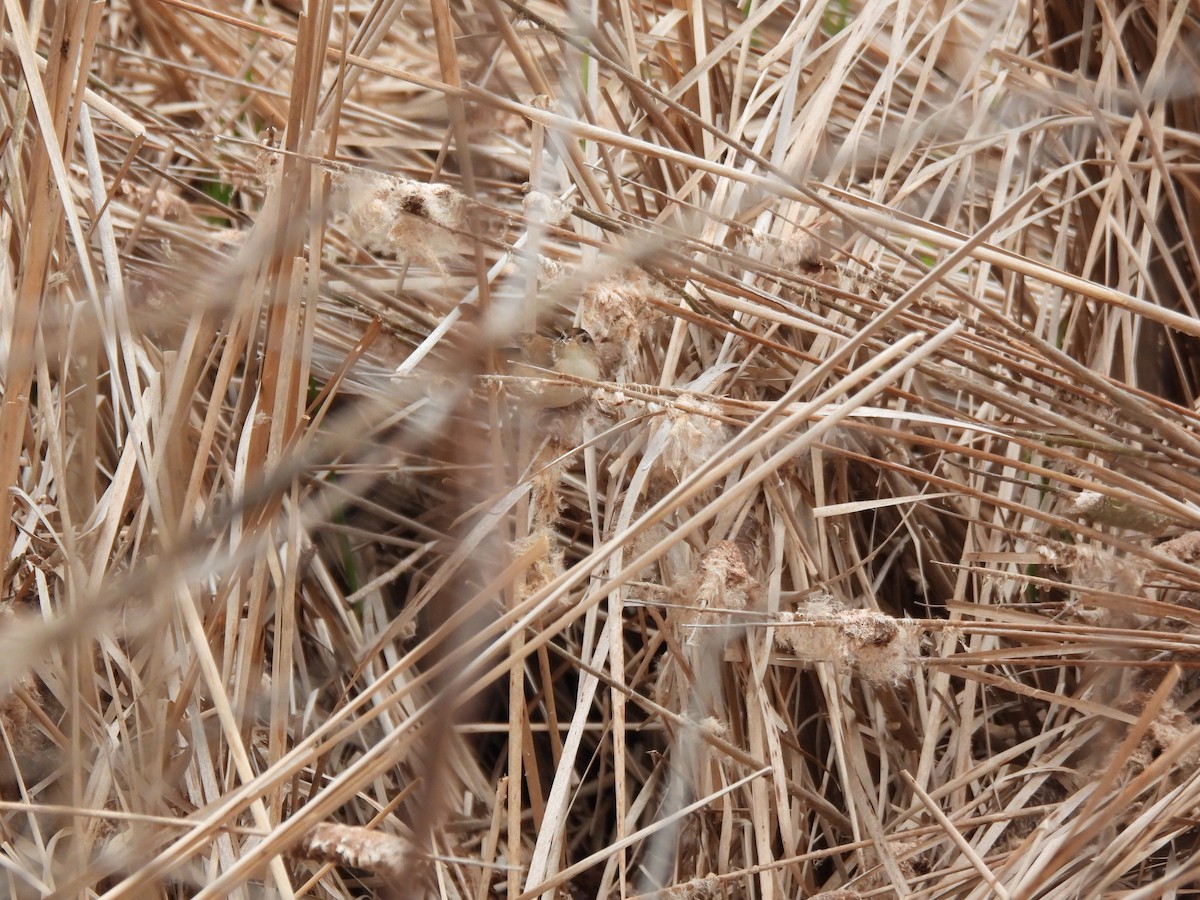 Marsh Wren - ML638381118