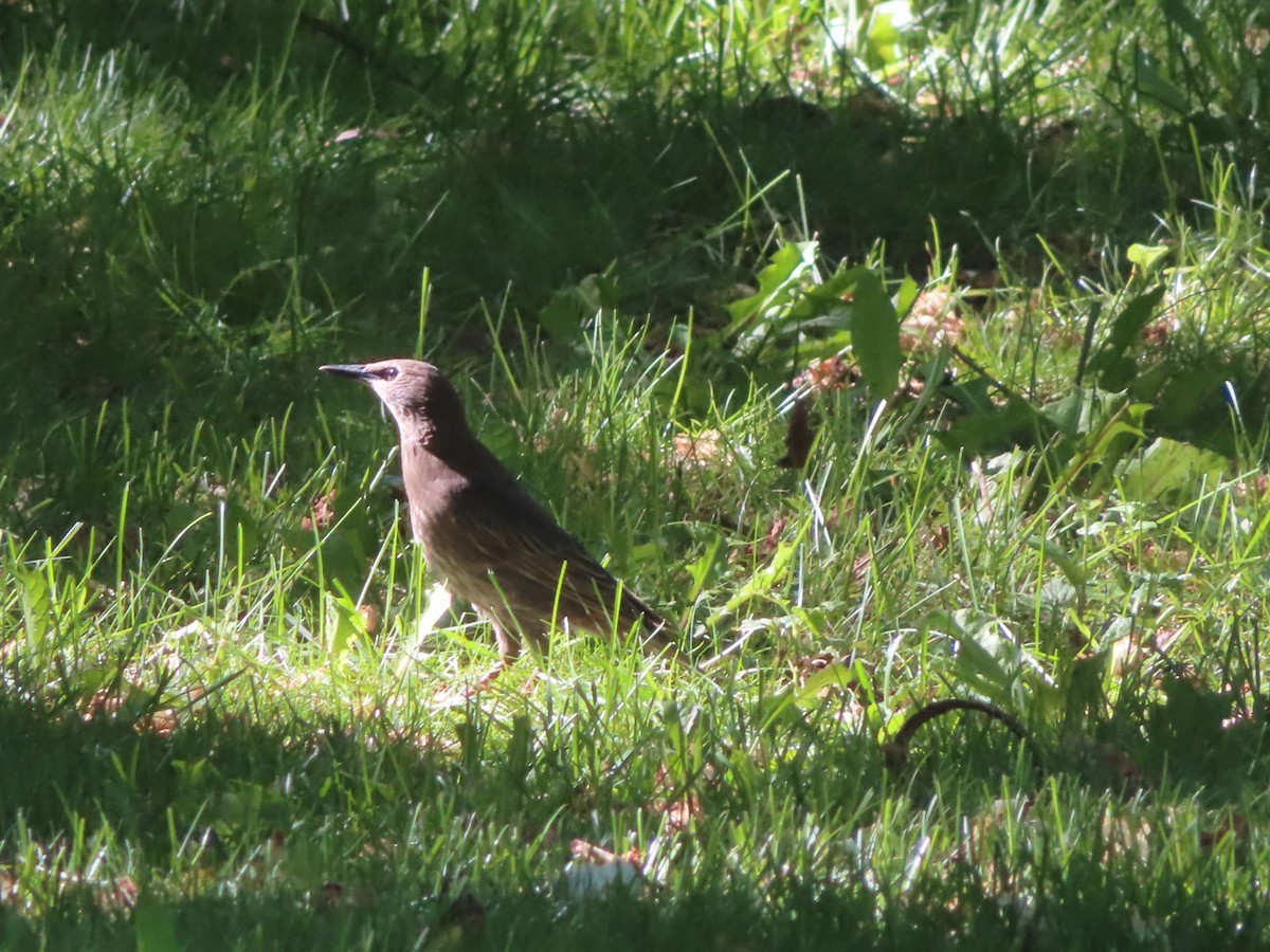 European Starling - ML638381130