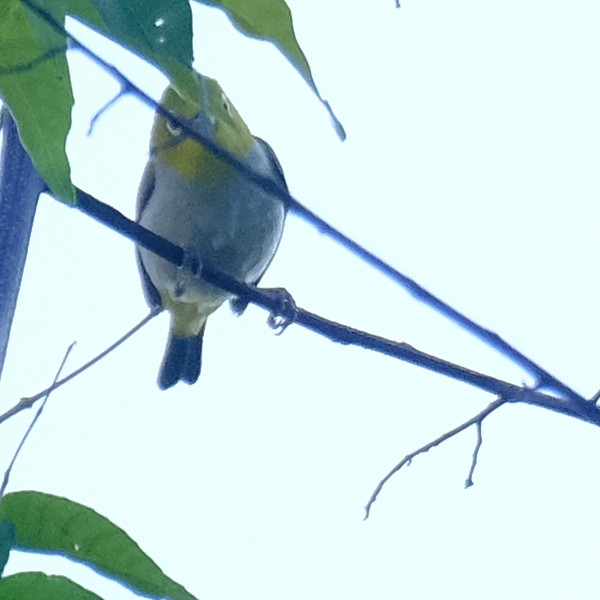 Swinhoe's White-eye - ML638381185