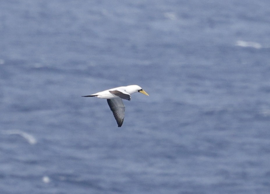 Masked Booby - ML638381215