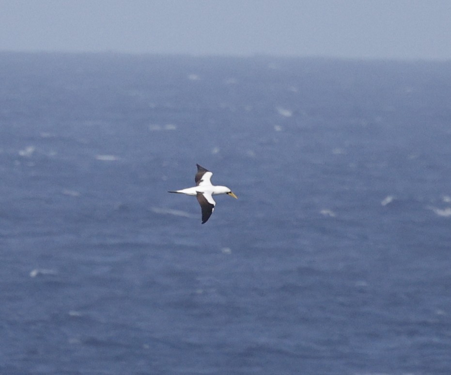 Masked Booby - ML638381216