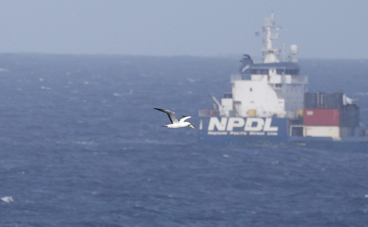 Masked Booby - ML638381217