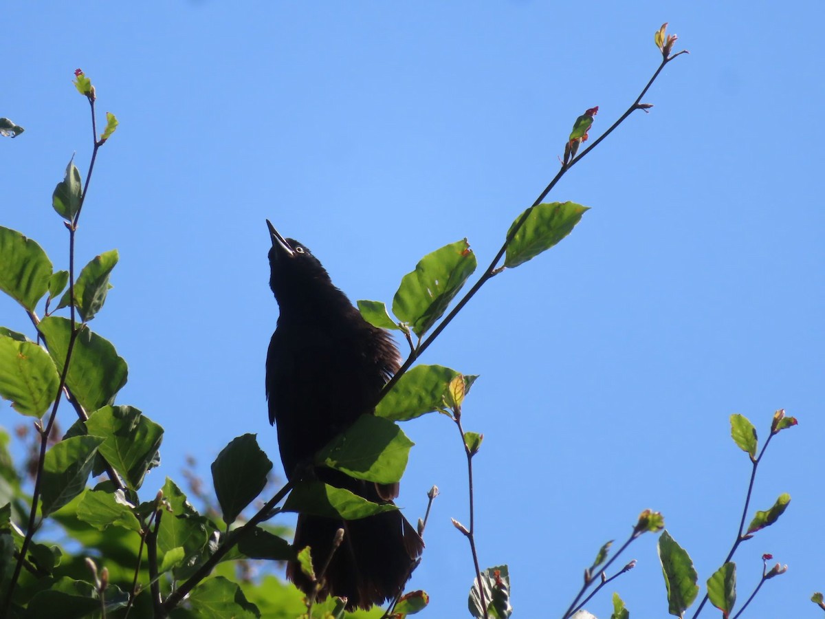 Common Grackle - ML638381220