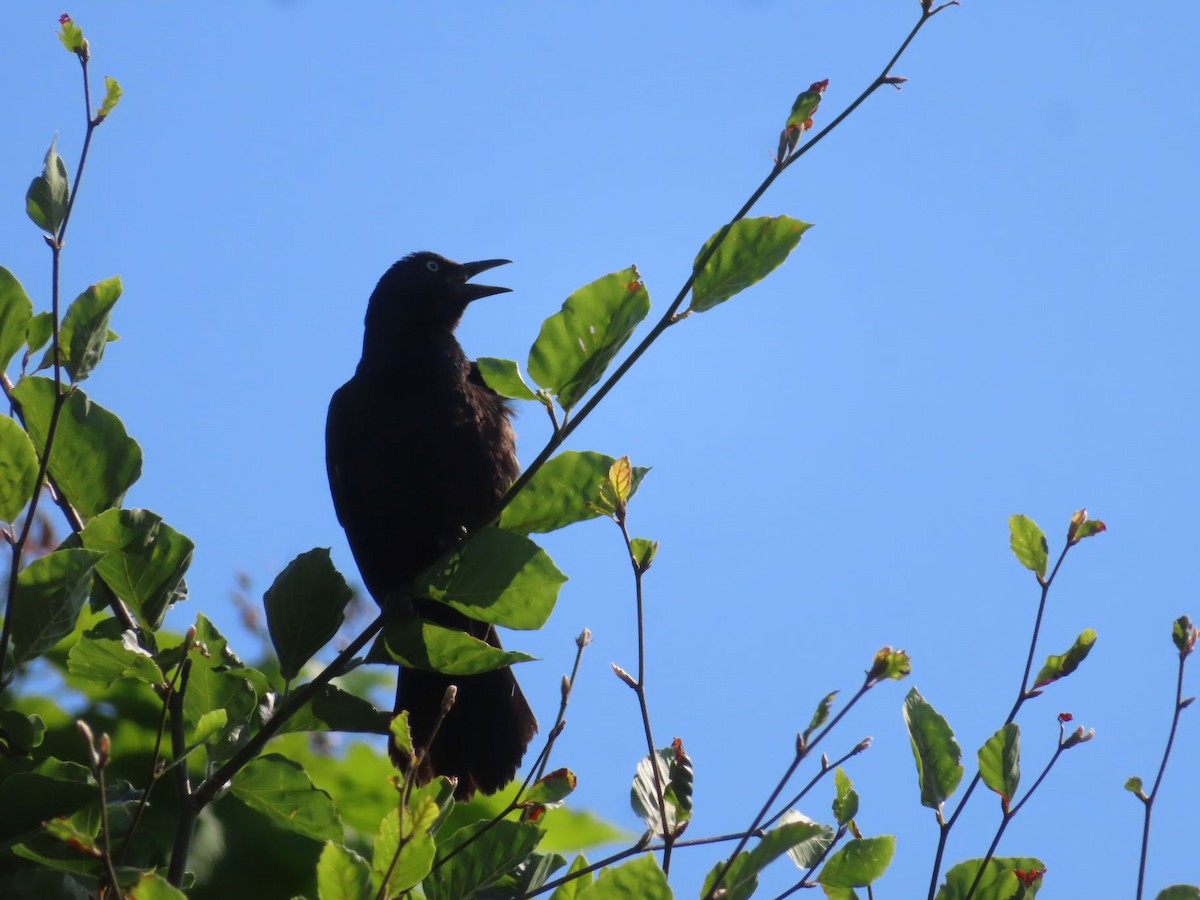 Common Grackle - ML638381240