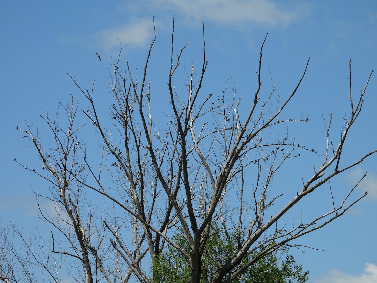 Tree Swallow - ML638381245