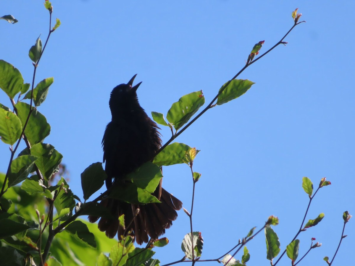 Common Grackle - ML638381253
