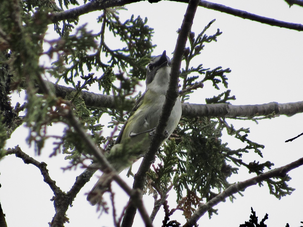 Blue-headed Vireo - ML638381264