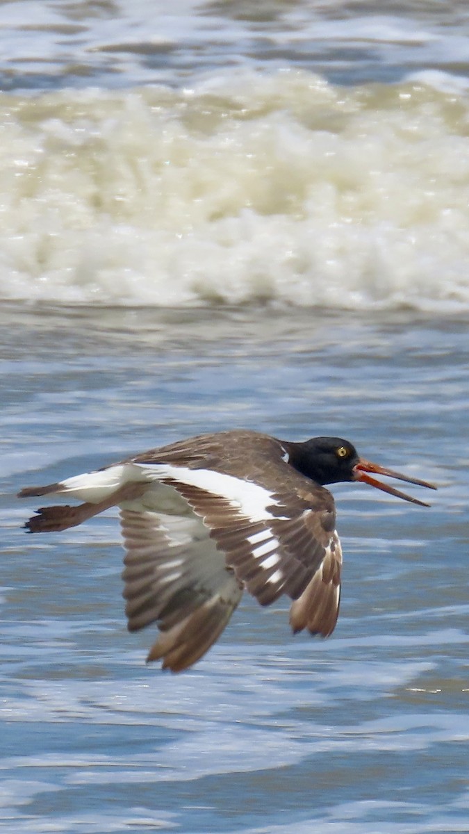 American Oystercatcher - ML638381270