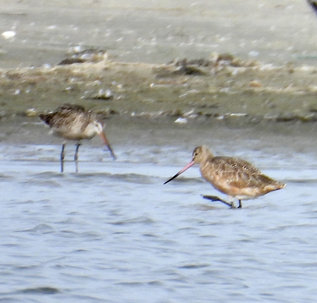 Marbled Godwit - ML638381312