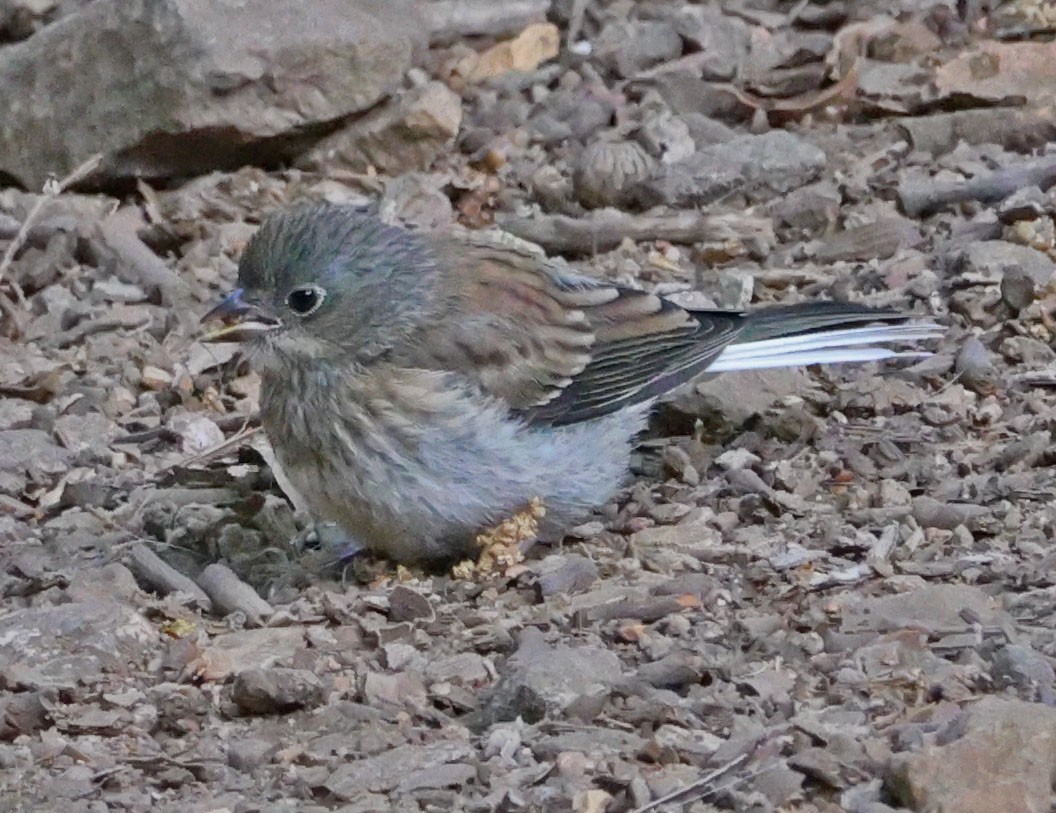 Junco Ojioscuro - ML638381314