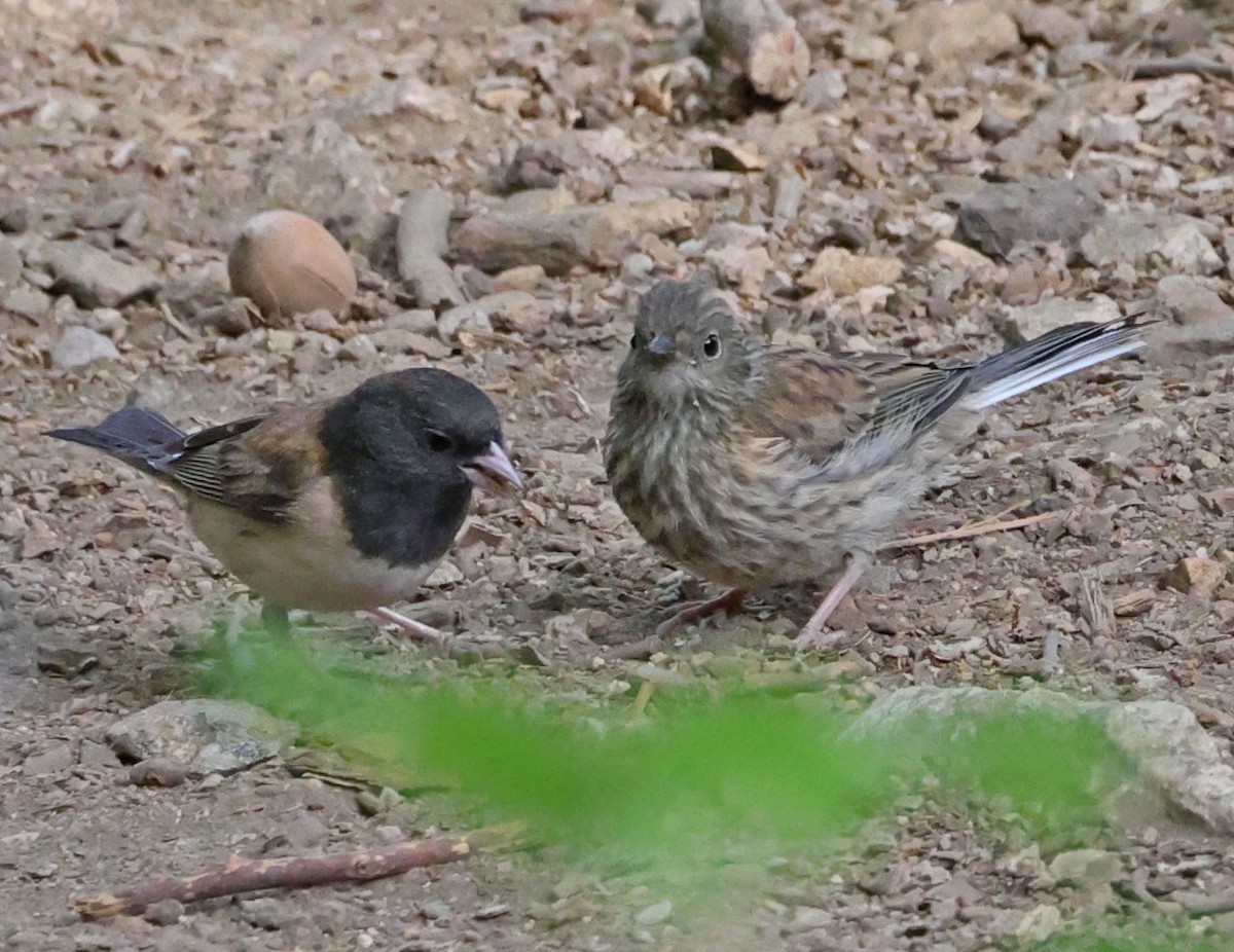 Junco Ojioscuro - ML638381315