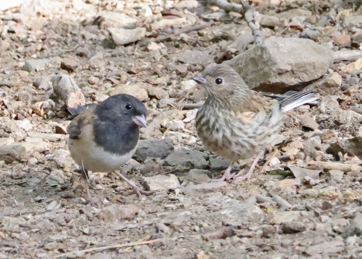 Junco Ojioscuro - ML638381317