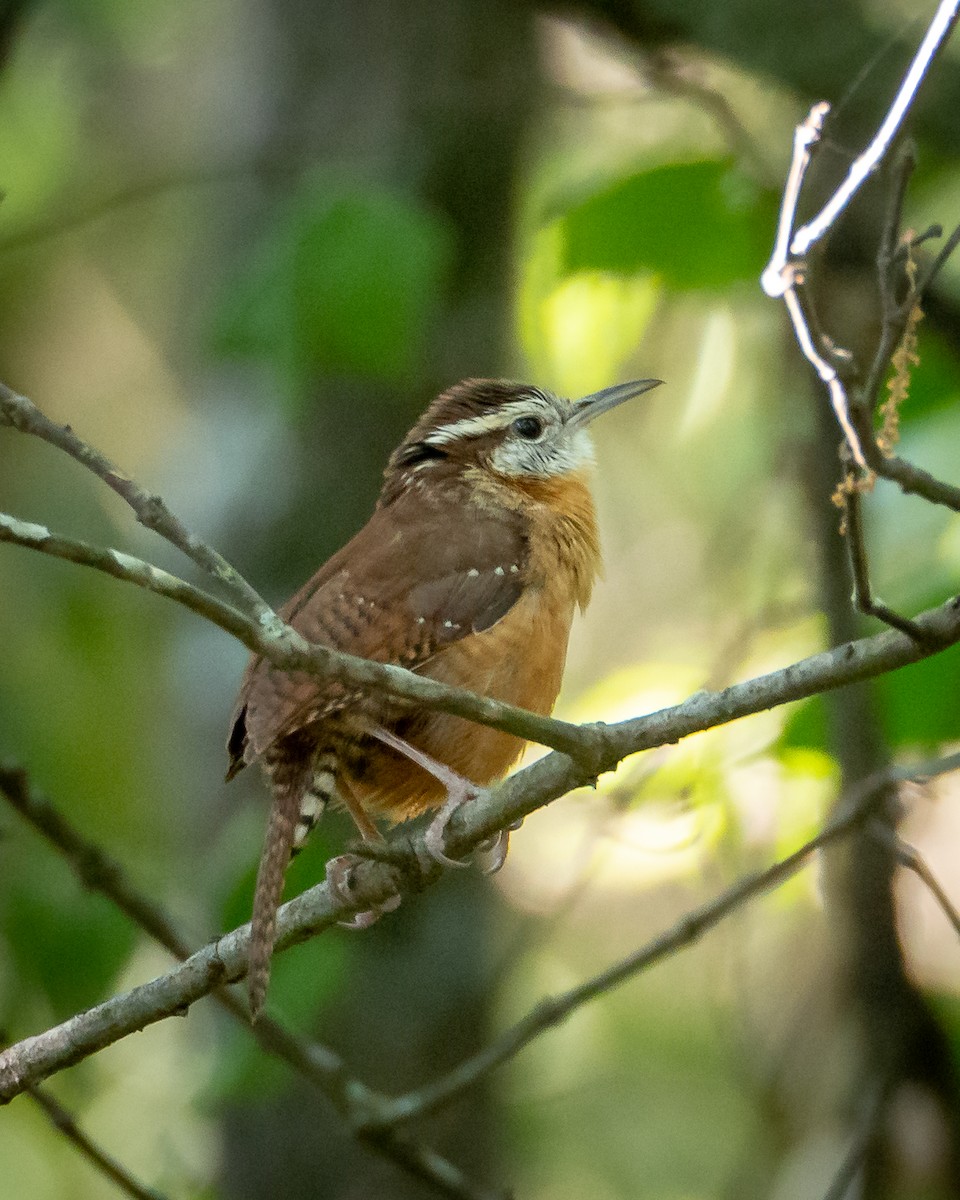 Carolina Wren - ML638381325
