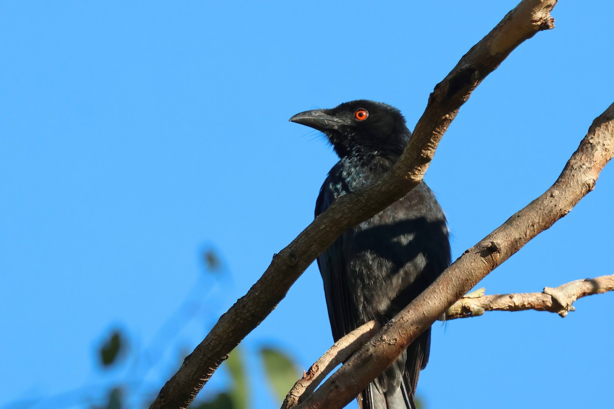 Spangled Drongo - ML638381327