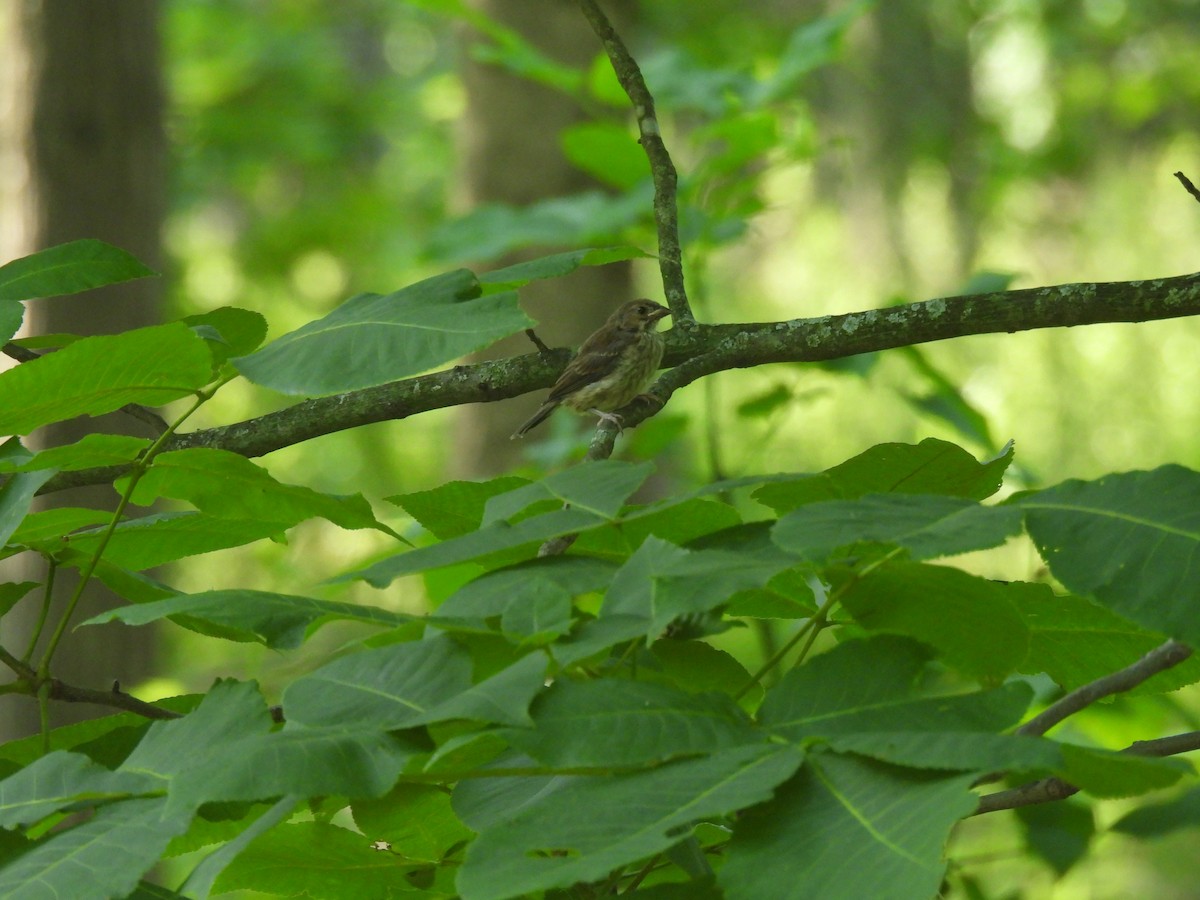 Indigo Bunting - ML638381330