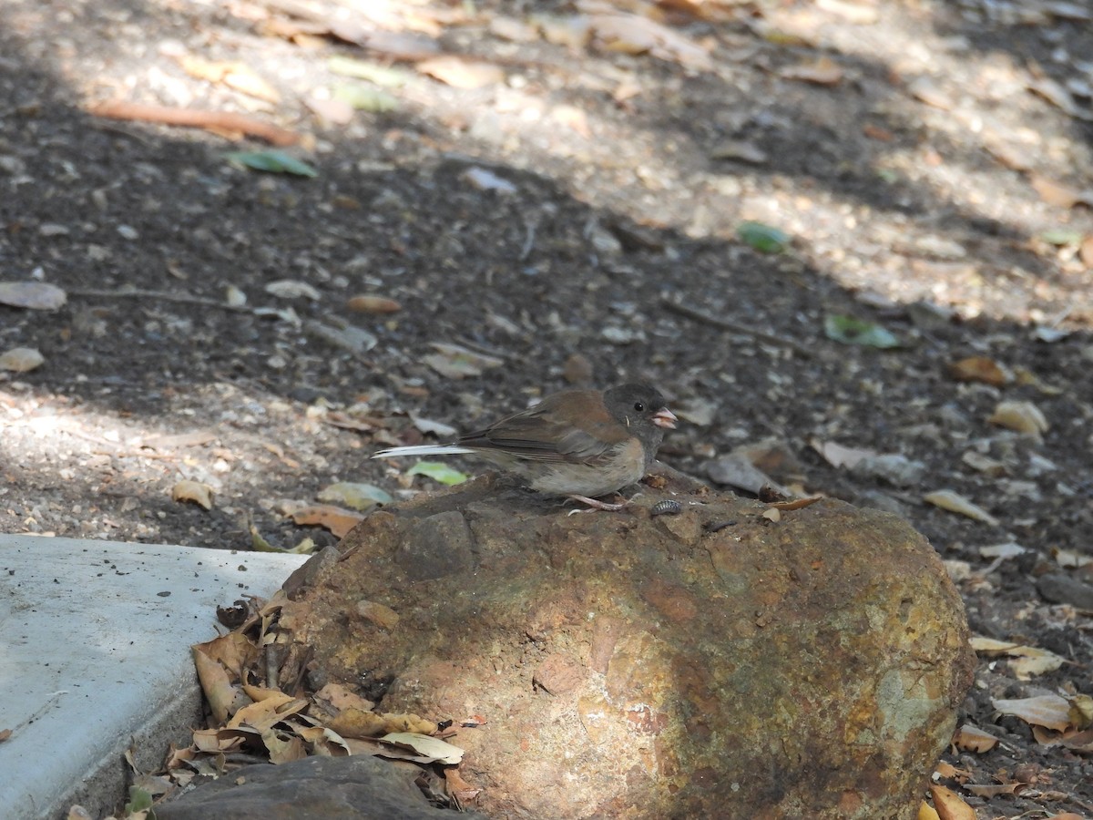 Junco Ojioscuro - ML638381331