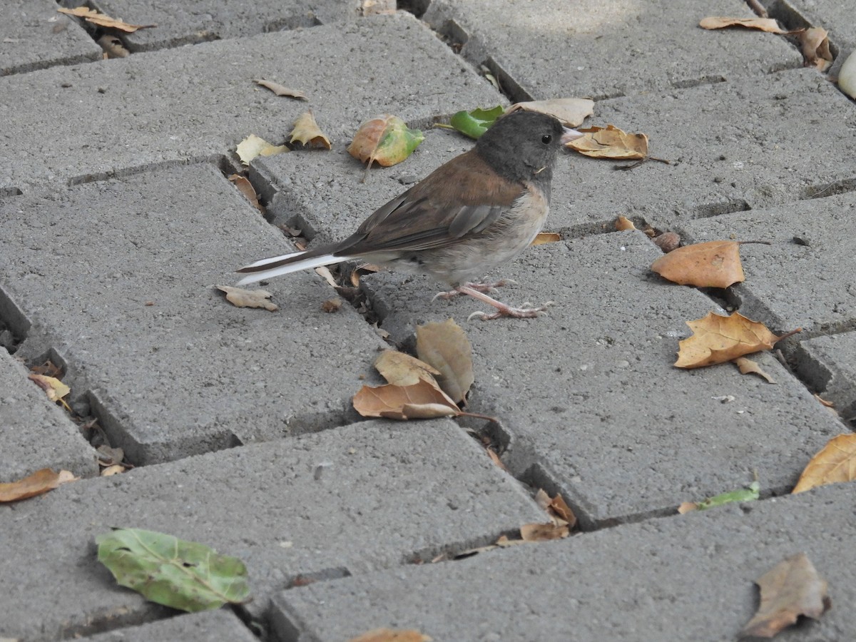 Junco Ojioscuro - ML638381332