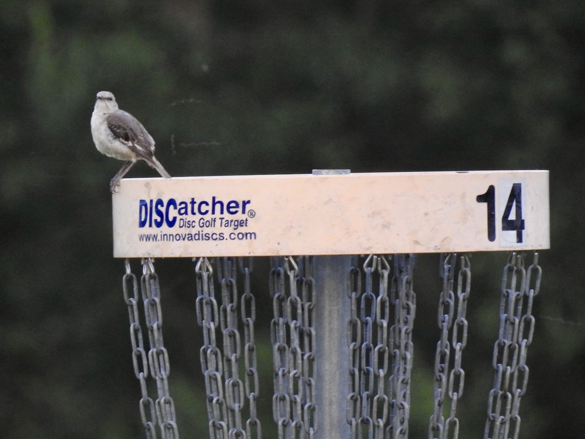 Northern Mockingbird - ML638381335