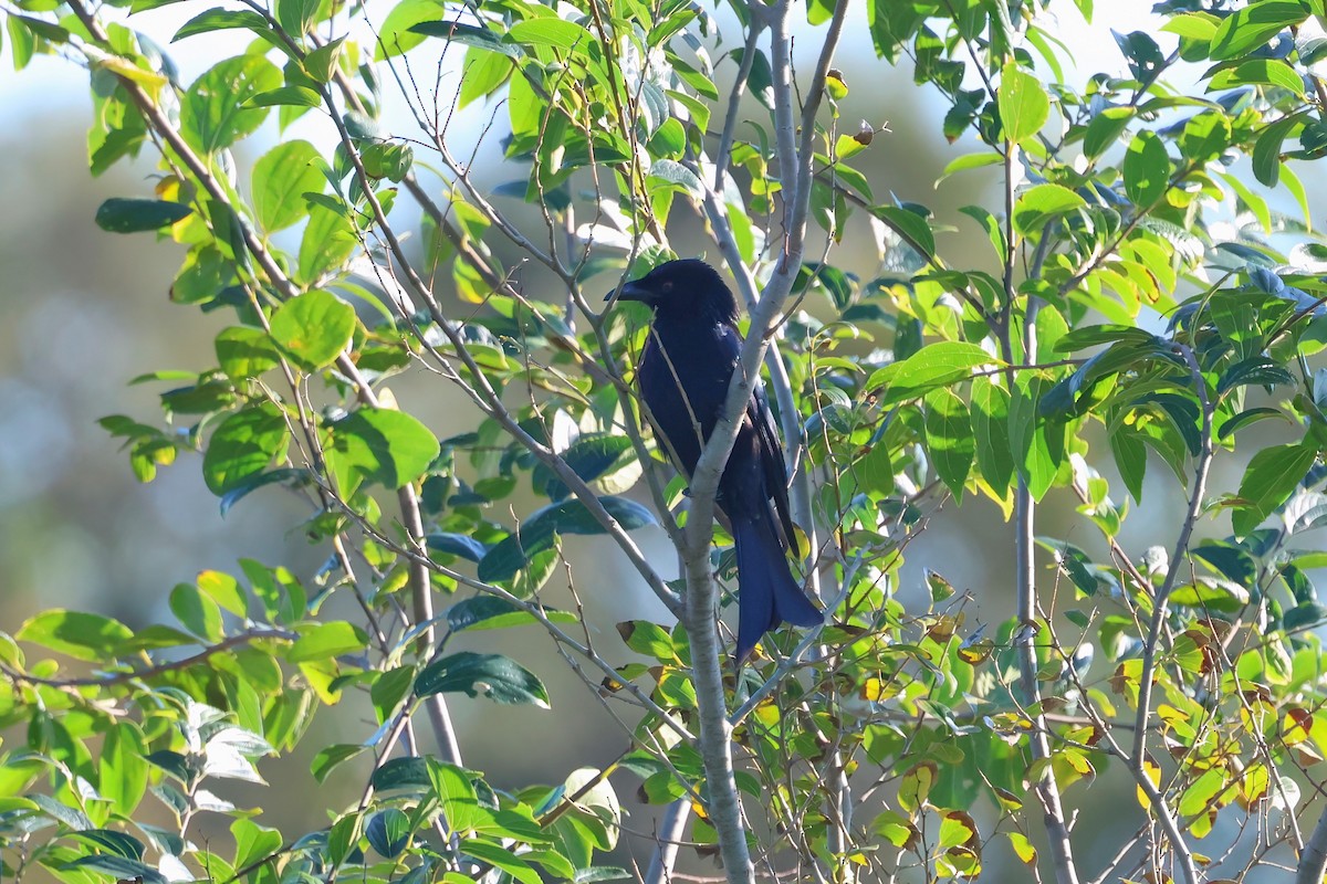Spangled Drongo - ML638381338