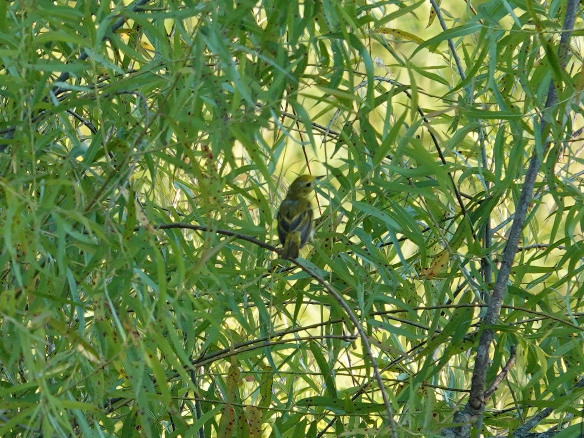 Goldwaldsänger - ML638381339