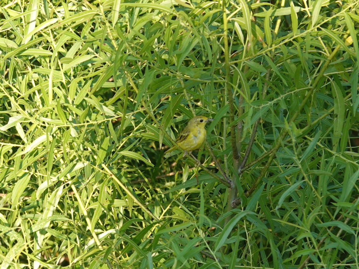 Goldwaldsänger - ML638381340