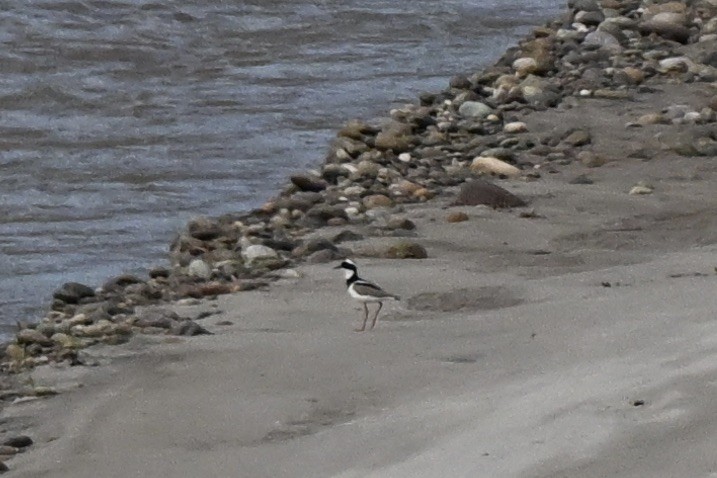 Pied Plover - ML638381365