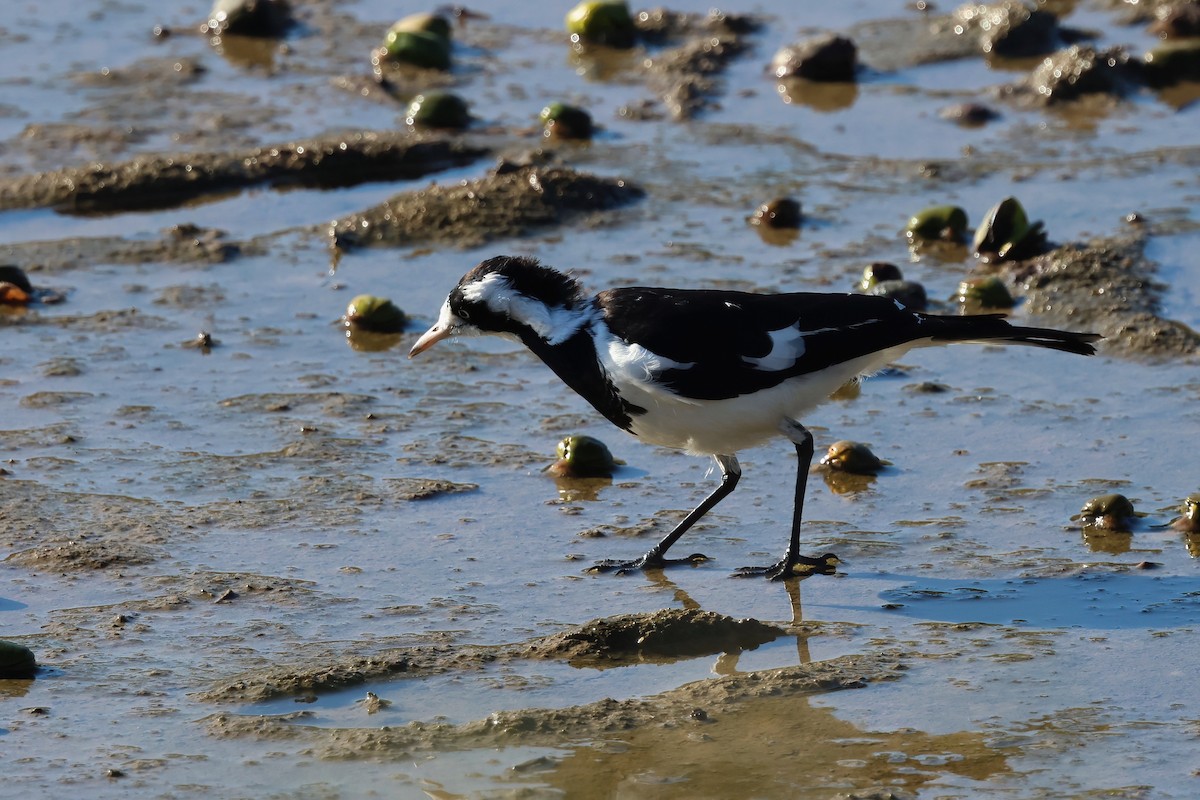 Magpie-lark - ML638381366