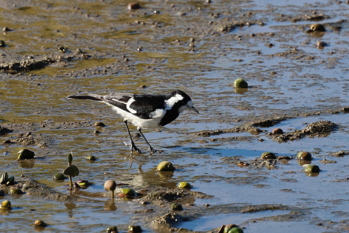 Magpie-lark - ML638381367