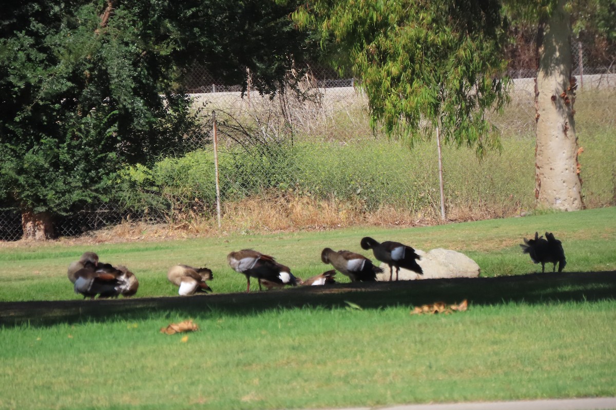 Egyptian Goose - ML638381368
