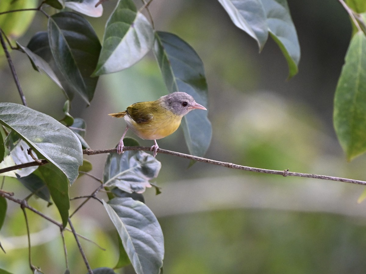 Ashy-headed Greenlet - ML638381377