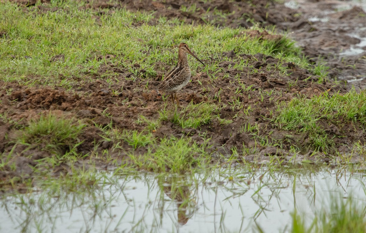 Pantanal Snipe - ML638381378