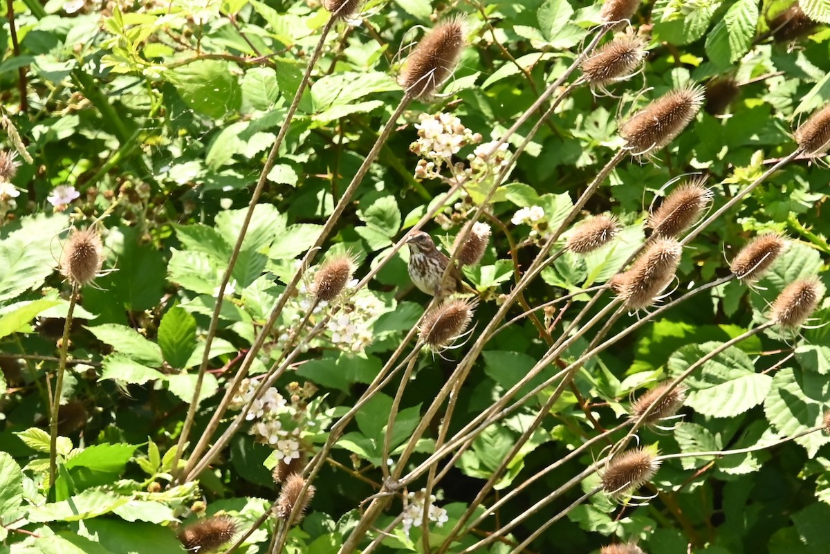 Song Sparrow - ML638381379