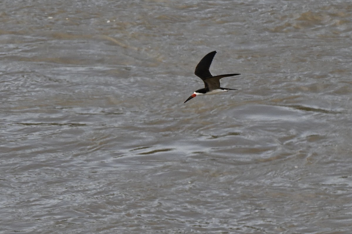 Black Skimmer - ML638381385