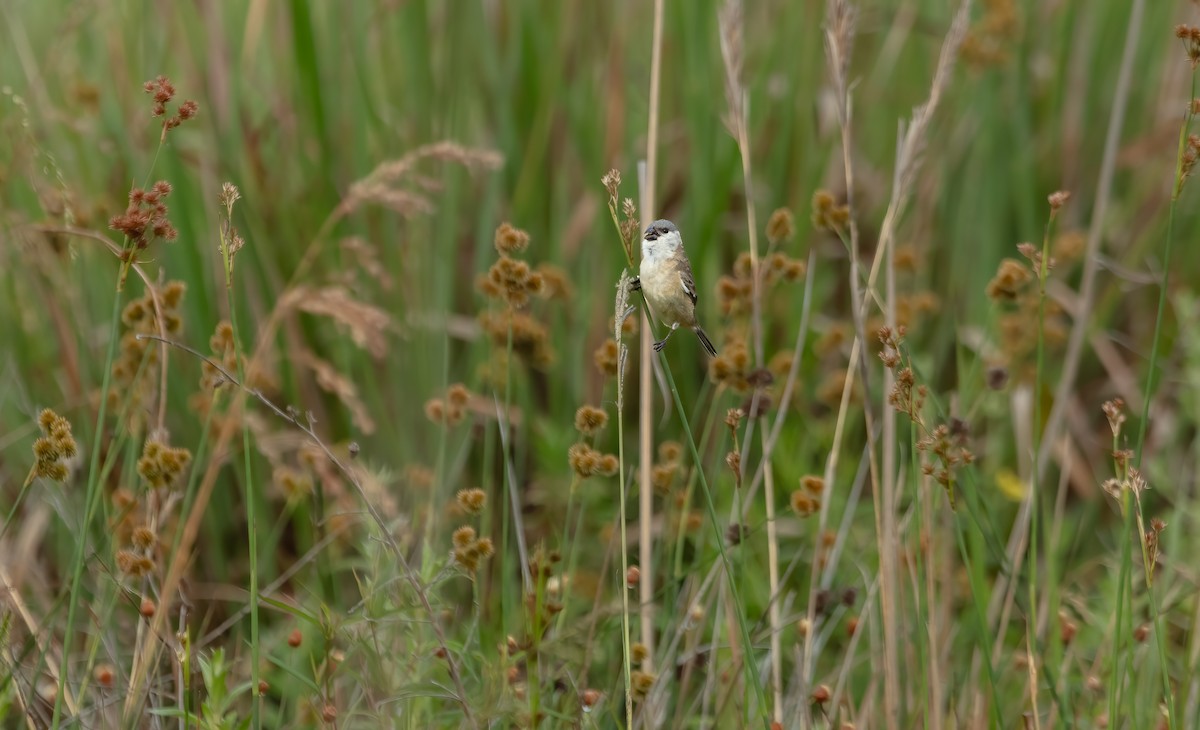 Pearly-bellied Seedeater - ML638381400