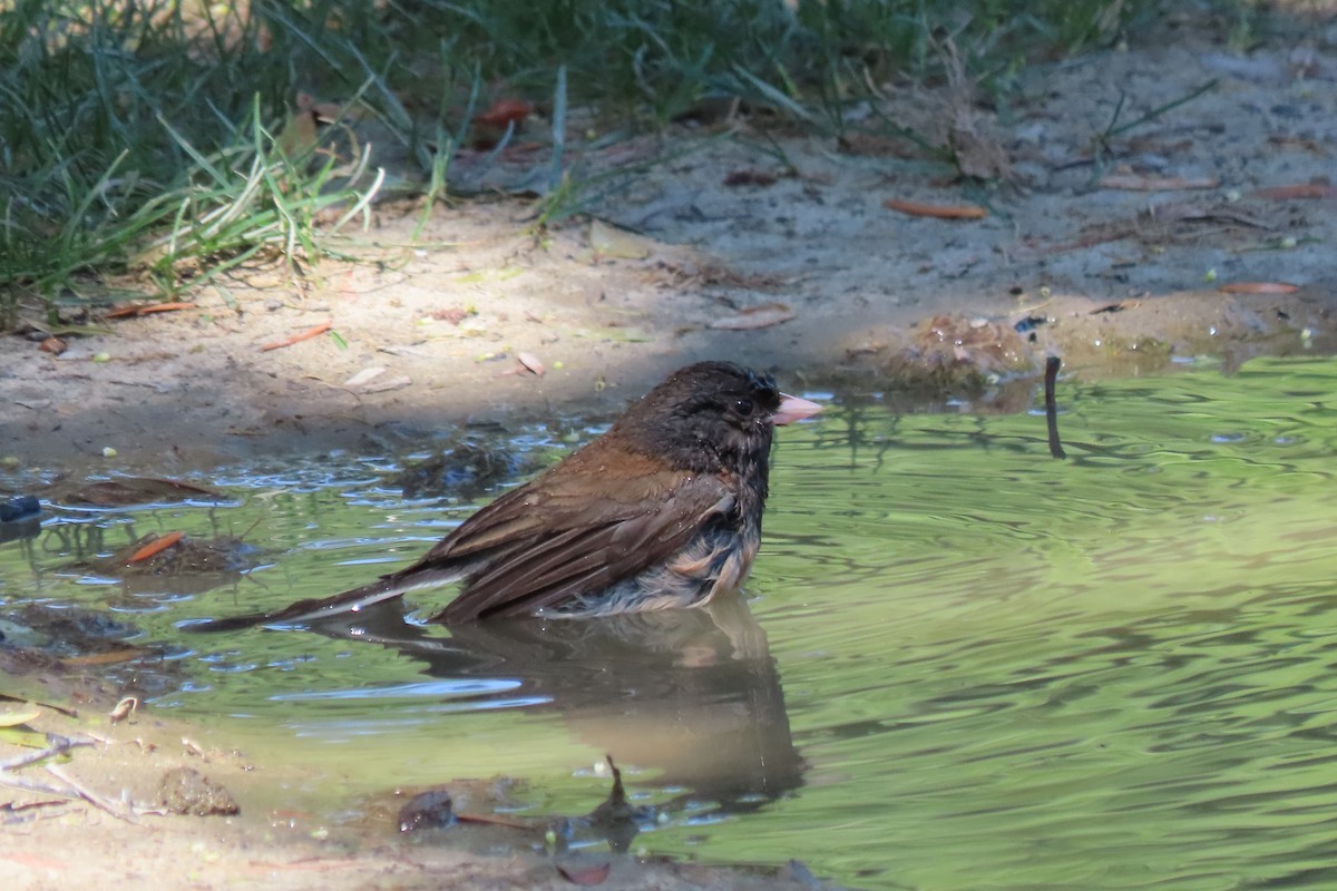 Junco Ojioscuro - ML638381420