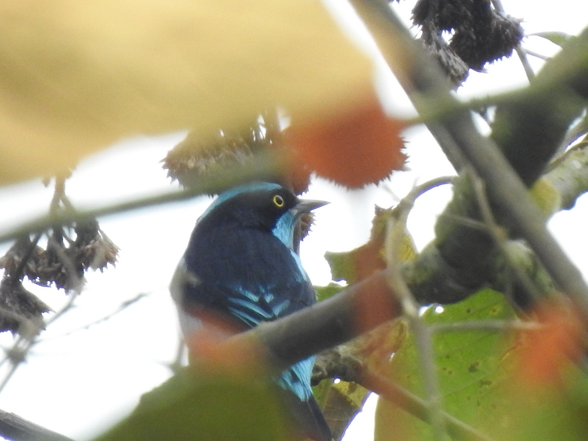 Black-faced Dacnis - ML638381434