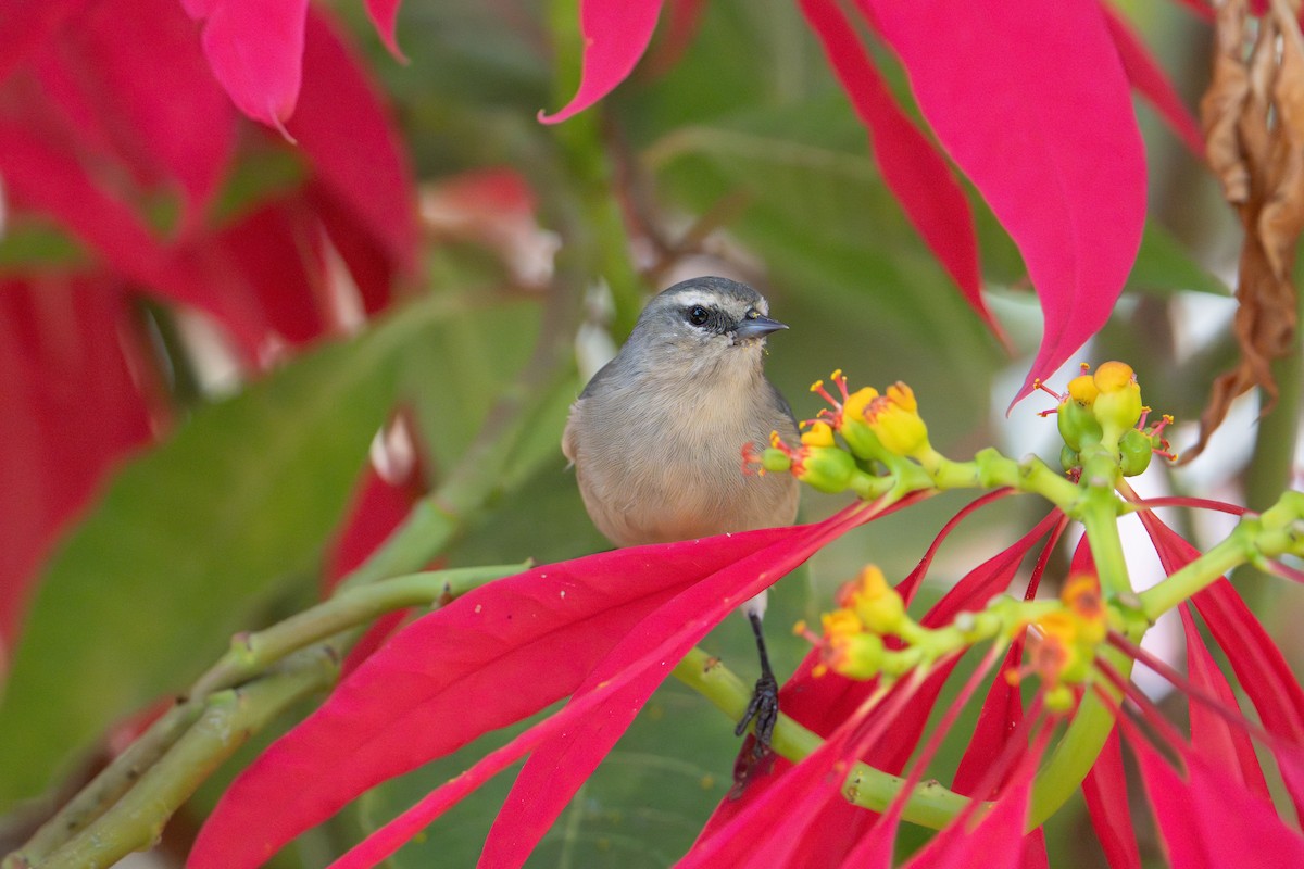 Cinereous Conebill - ML638381456