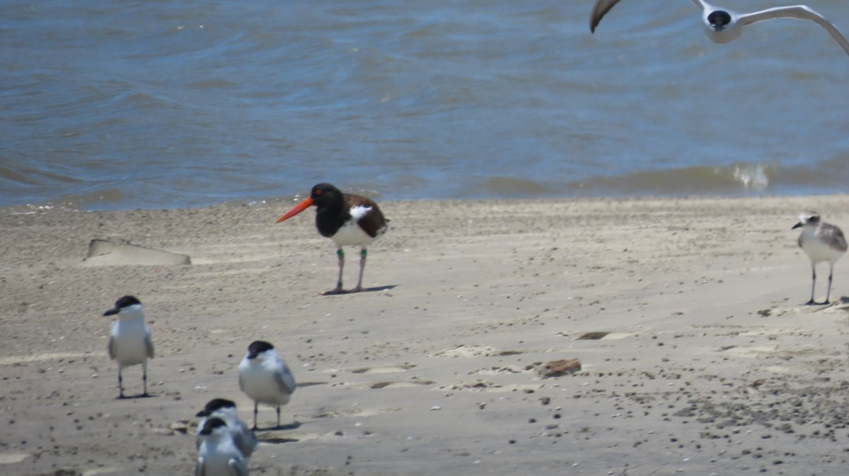 American Oystercatcher - ML638381462