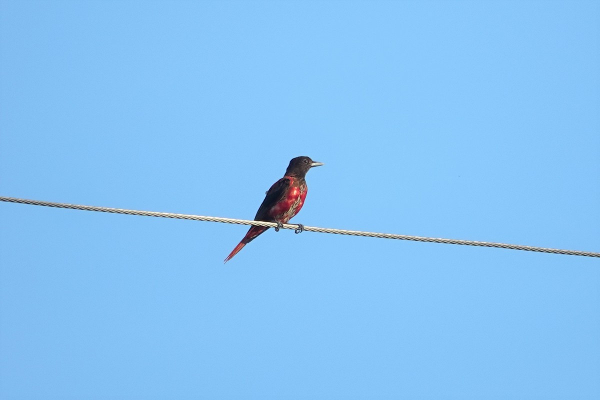 Maroon Oriole - ML638381472