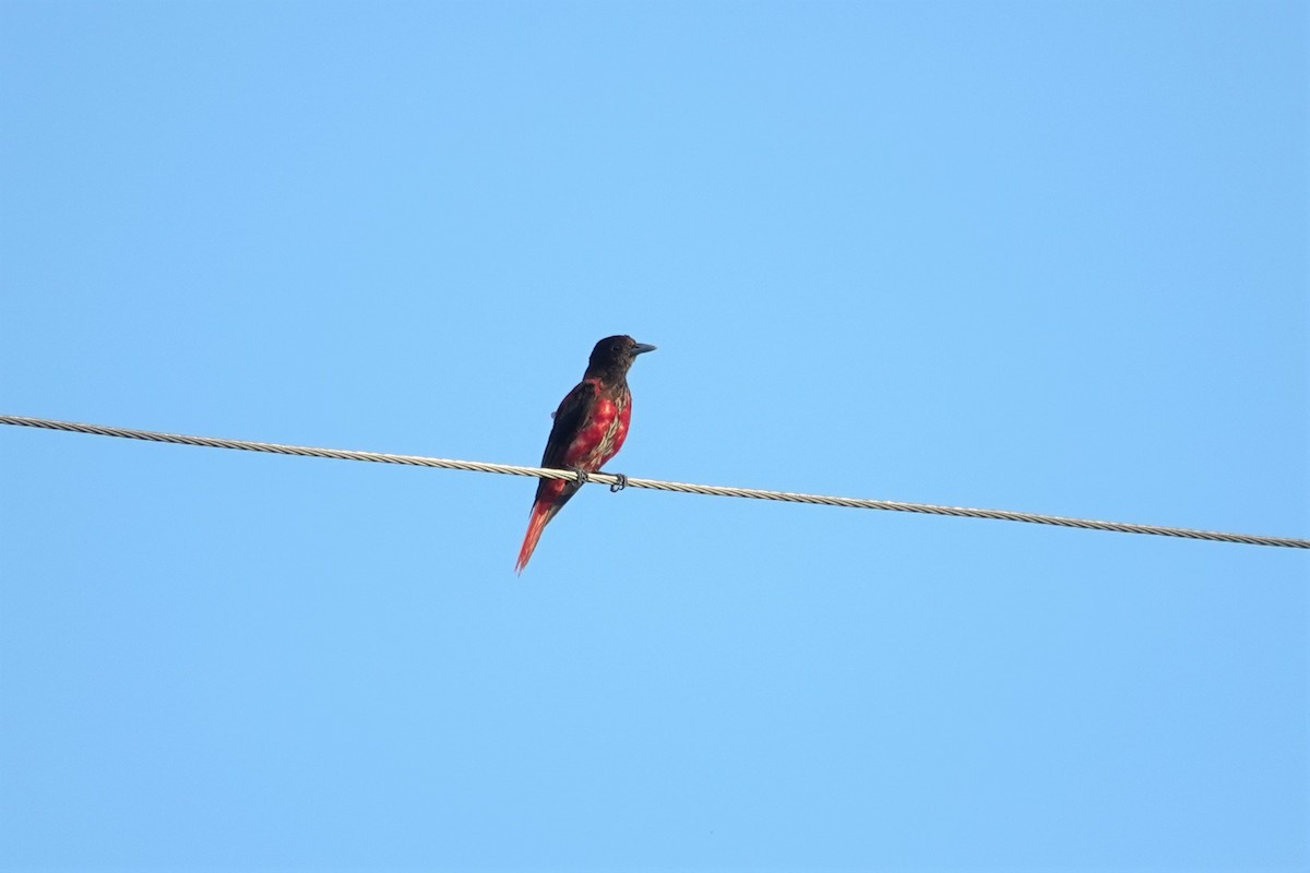 Maroon Oriole - ML638381473
