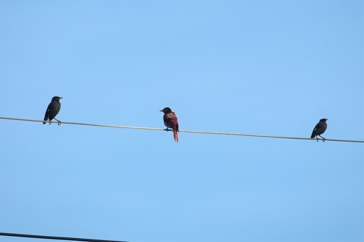 Maroon Oriole - ML638381474