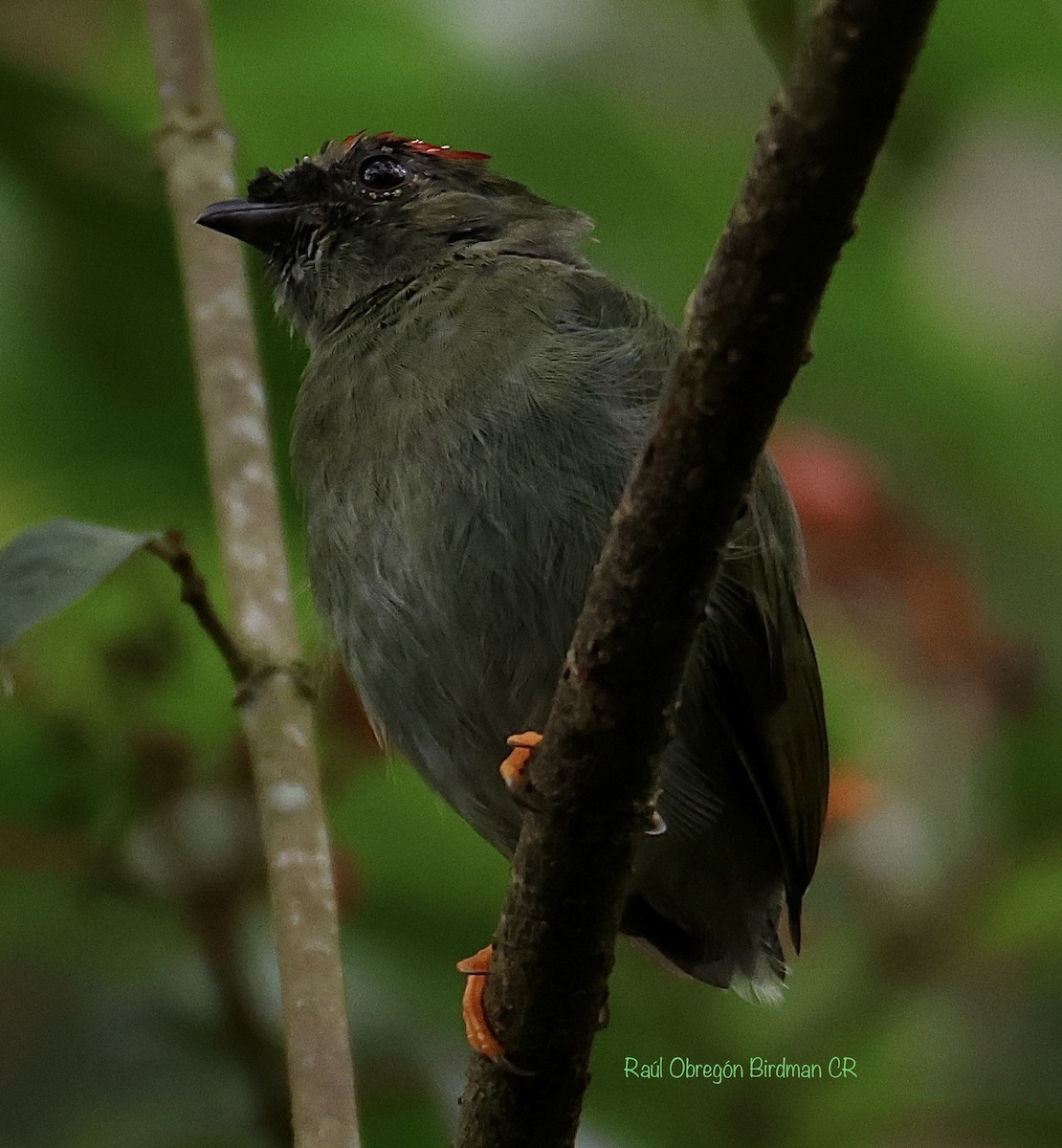 Long-tailed Manakin - ML638381481