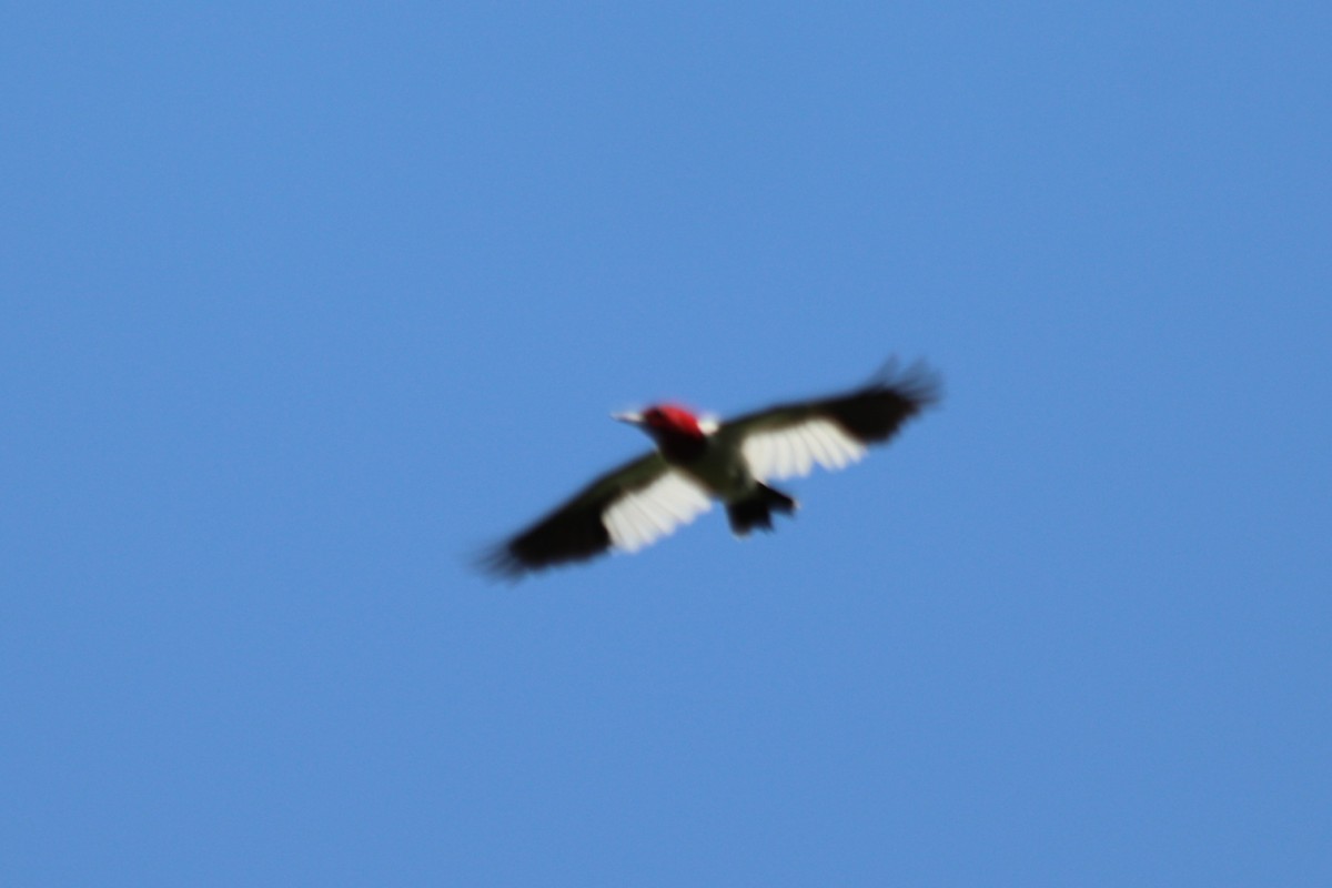 Red-headed Woodpecker - ML638381491