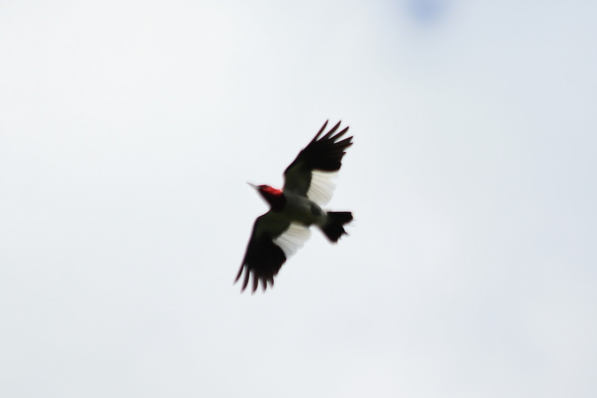 Red-headed Woodpecker - ML638381492