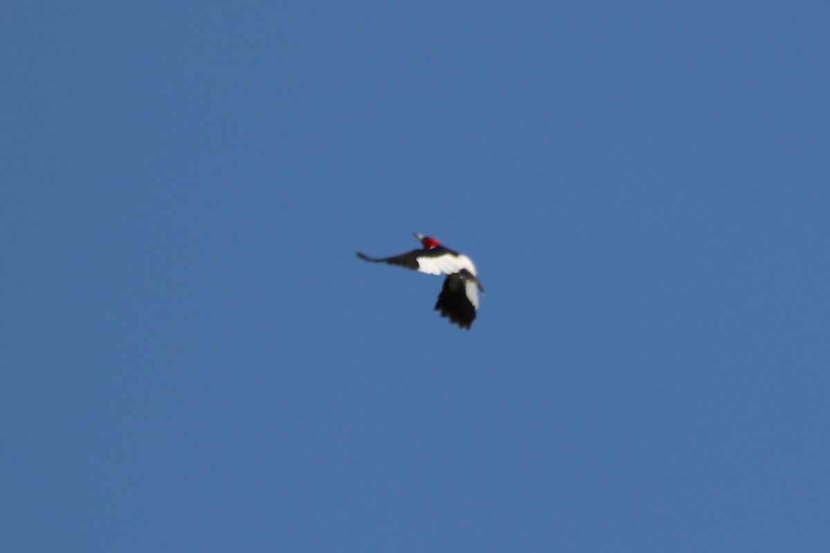 Red-headed Woodpecker - ML638381493