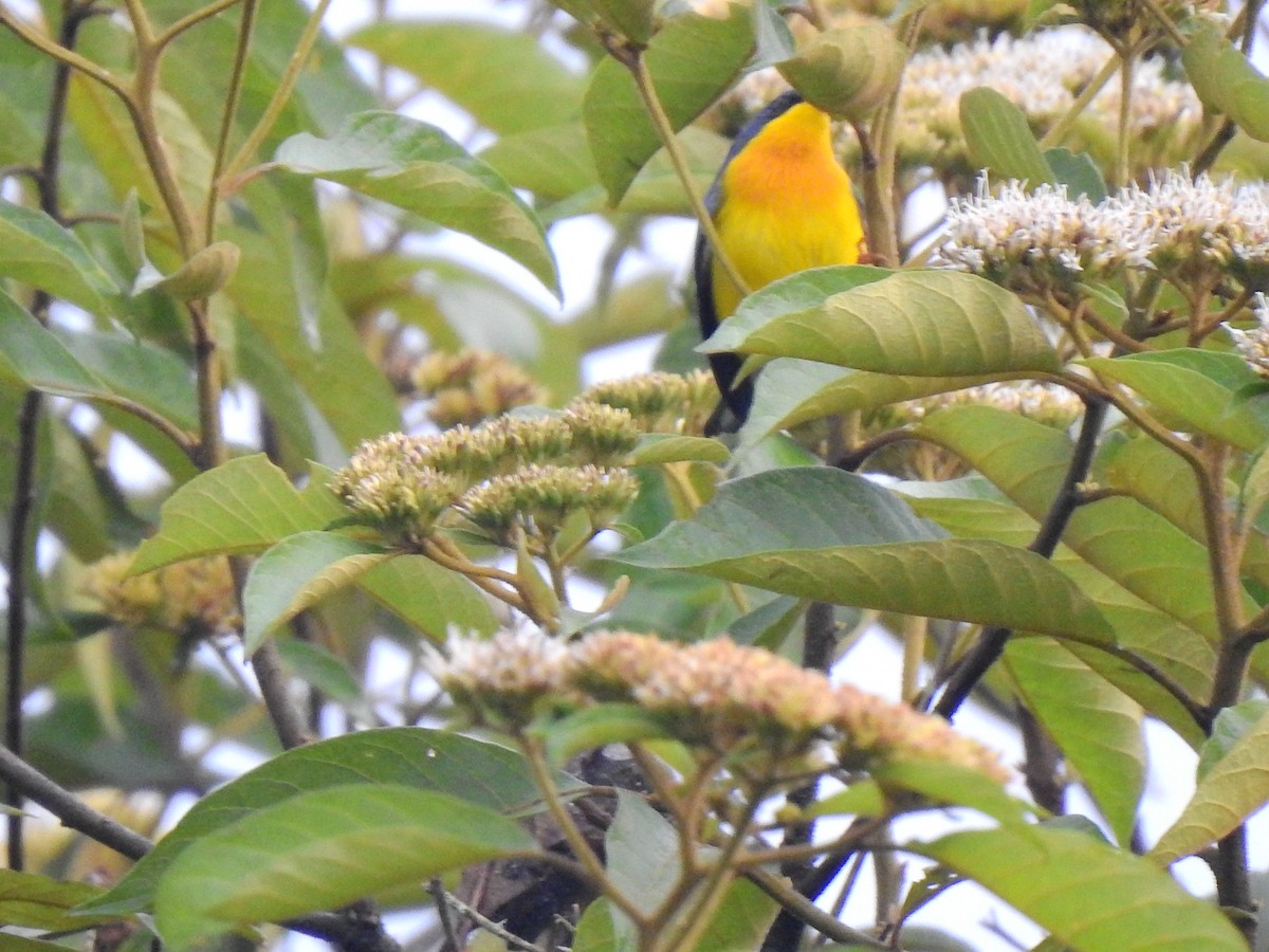 Tropical Parula - ML638381498